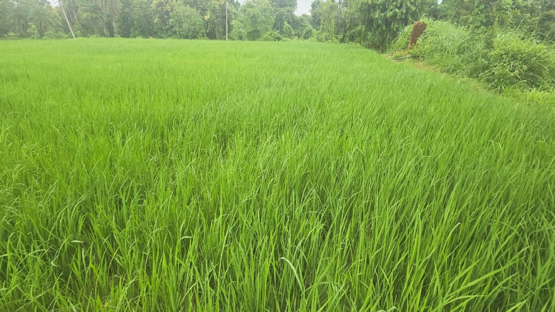 धान की किस्म विक्रम टीसीआर बनी किसानों की पहली पसंद