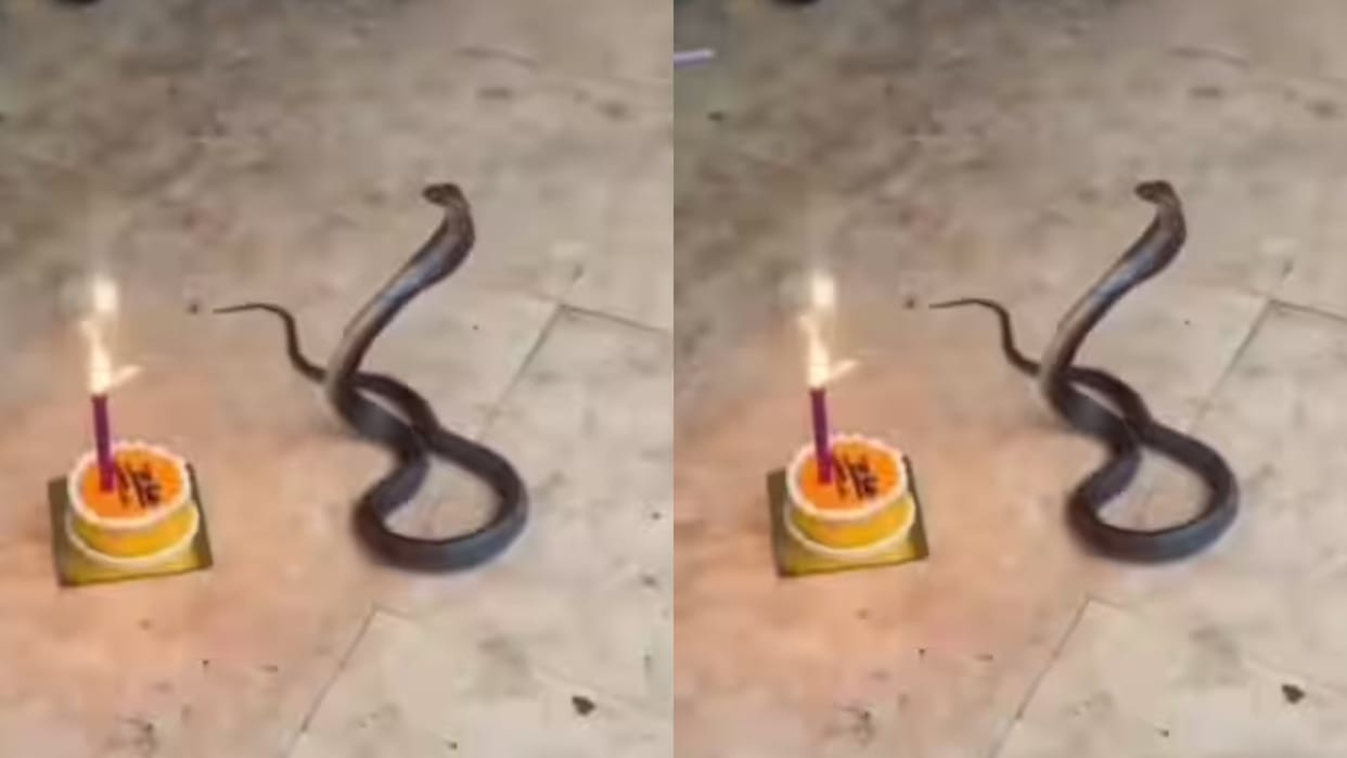 Friends celebrated a cobras birthday the snake hissed and hissed as it cut the cake the video went viral