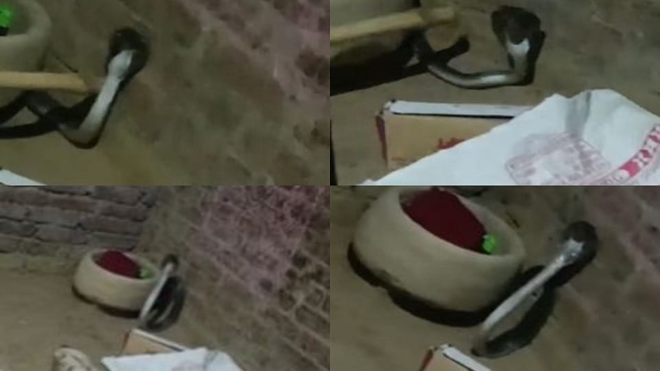 Cobra Sparks Panic in Etah Kitchen Villagers Rescue Snake Safely