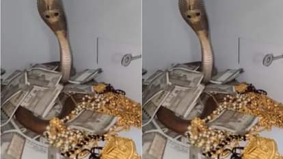 तिजोरी में कुंडली मार के बैठा था सांप