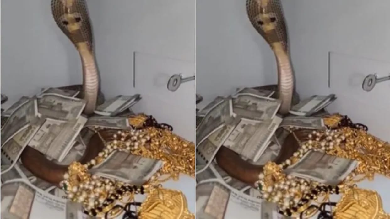 A poisonous king cobra sits in a safe at home with its hood spread hissing and repeatedly attempting to bite