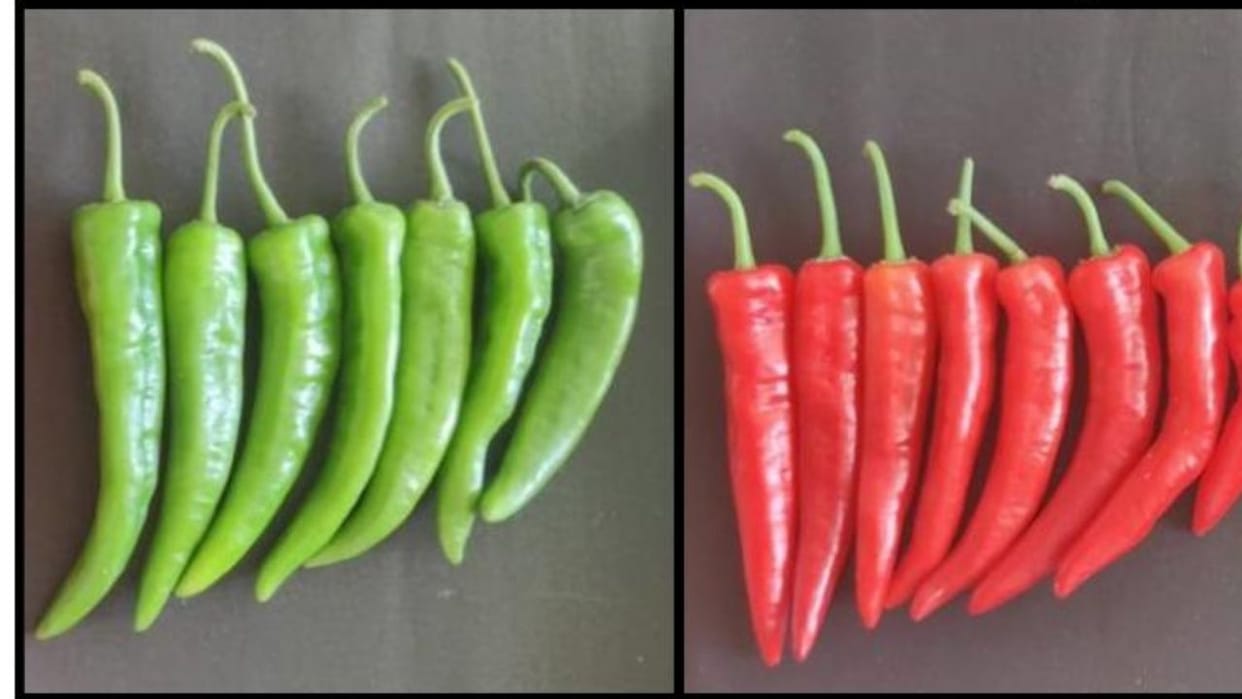 Himachal Pradesh Agricultural University Palampur has invented a new variety of chilli