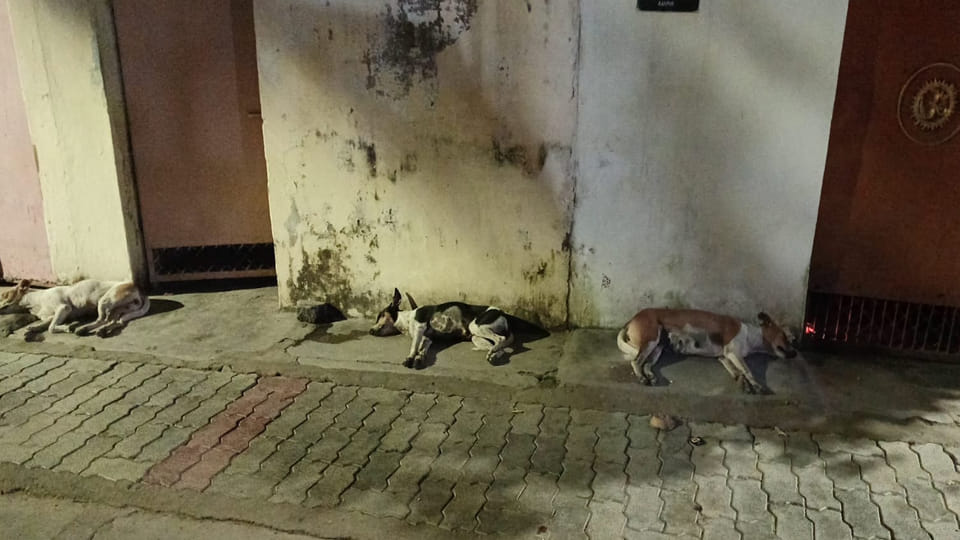 Kanpur: Dogs terrify Tileshwar Temple intersection, biting three pedestrians in half an hour