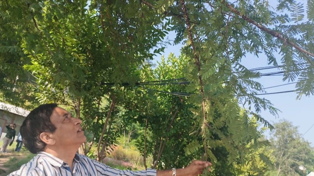 Himachal Along with Khair lac insects will also be reared on Plash Peepal and Ber trees