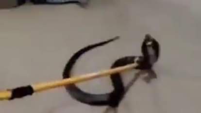 कोबरा को पकड़ती वन विभाग टीम