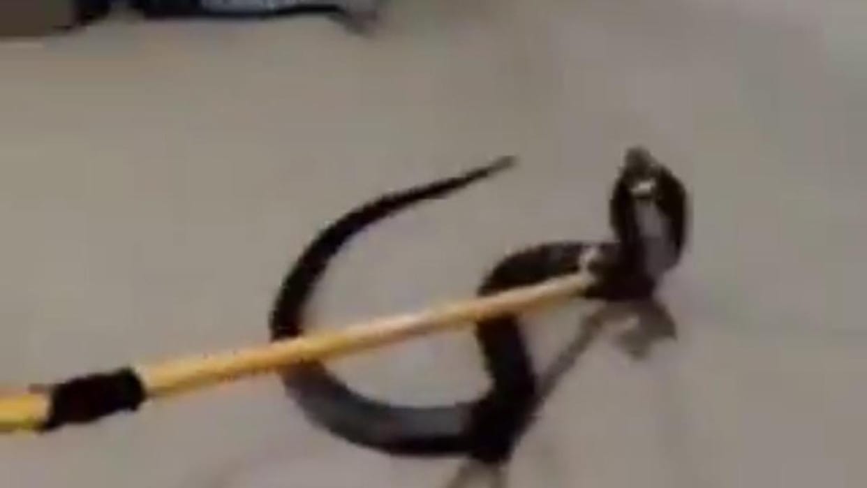 Jhansi: Cobra found in the Collectorate treasury