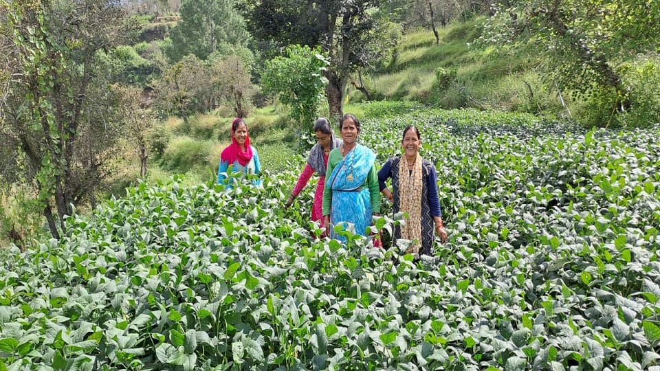 The fortunes of mountain farmers will improve with the developed varieties of soya and bhat in almora