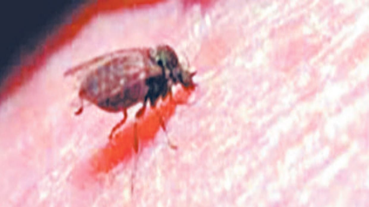 Health: Sand flies are spreading disease not only on the banks of the Sutlej River but also in other areas, st