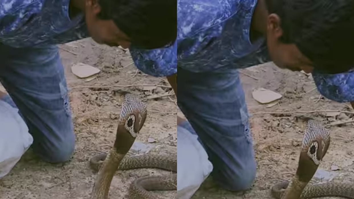 A man was not scared of a venomous cobra kissed its hood even after it hissed Video goes Viral