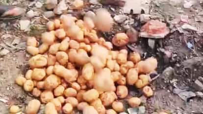 तेजाबयुक्त आलू को कराया गया नष्ट।
