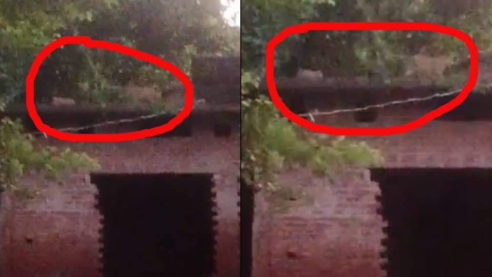 Video of leopard and its cub surfaced in Bahraich creating panic among villagers