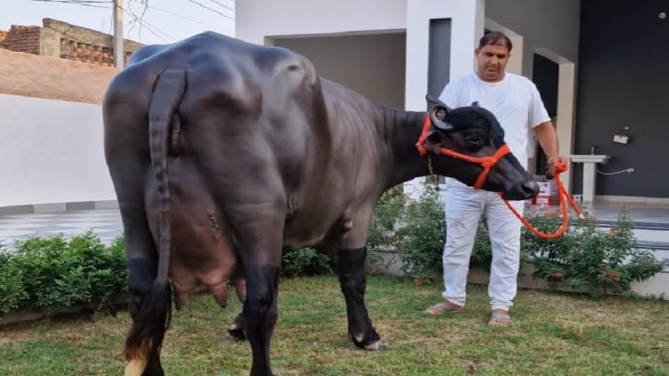 Buffalo from Hisar creates world record by producing 35 litres of milk