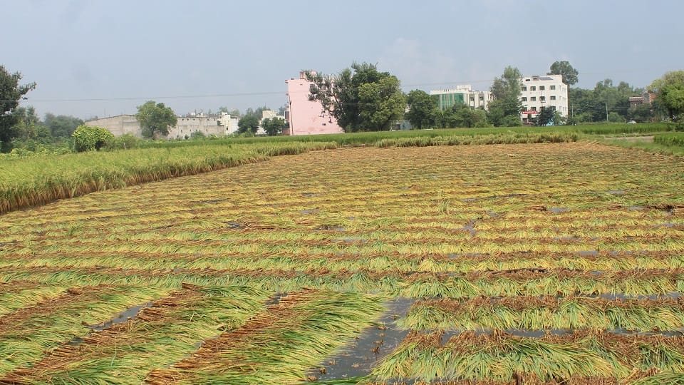 Rain flooded fields, ruining rice crops