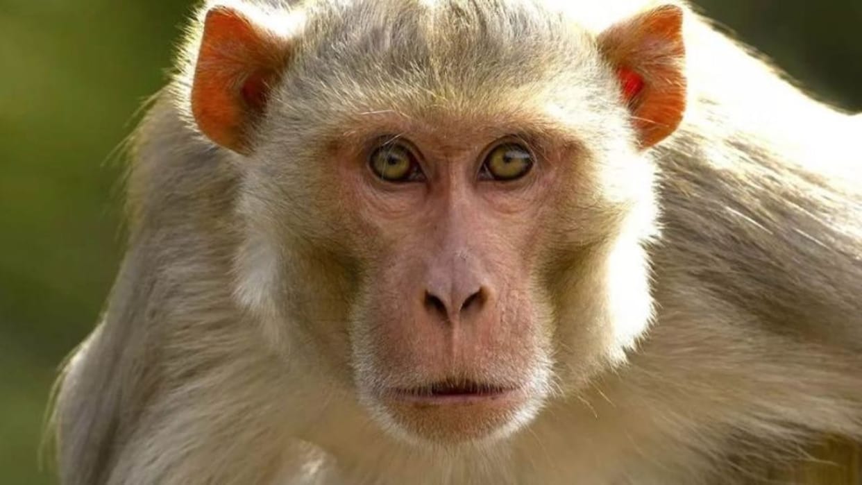 The terror of wild animals has increased in the hilly villages Pithoragarh