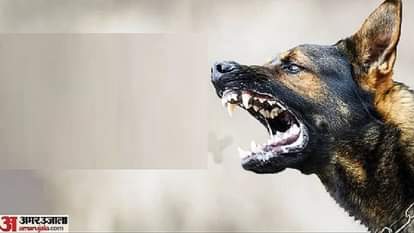 In Gorakhpur's Sikriganj police station area, frightened people are getting rabies injections, having drunk ch