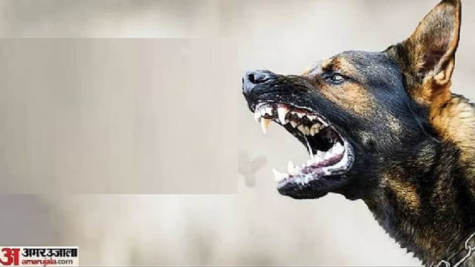 Chitrakoot Stray dog terror inside school two children bitten while eating mid day meal