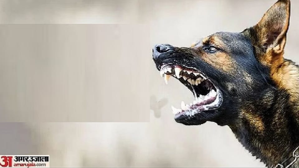 Chitrakoot Stray dog terror inside school two children bitten while eating mid day meal