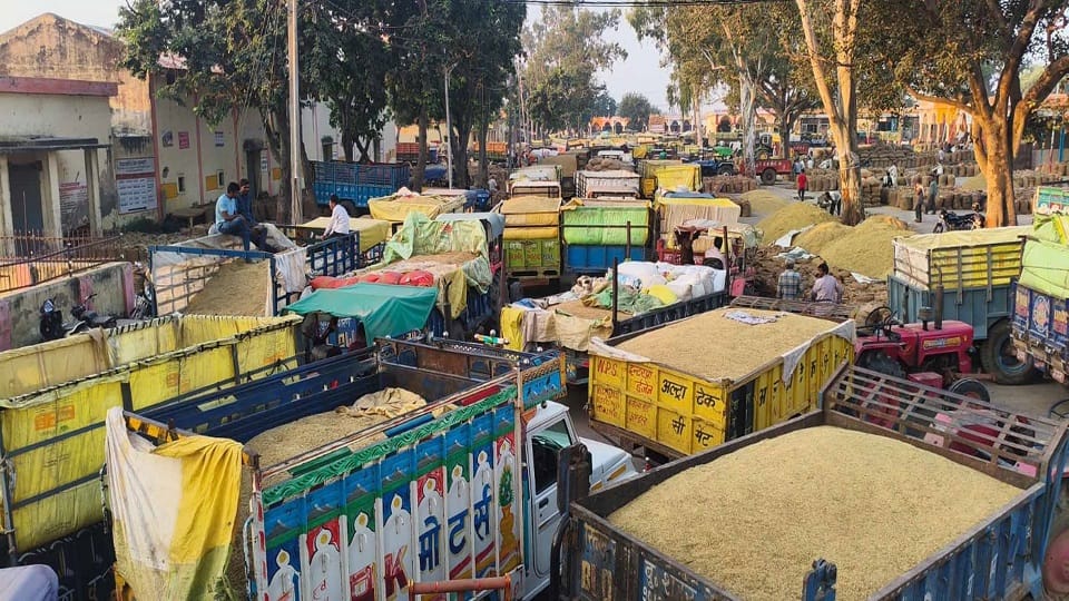 Rice in mandi of Aligarh