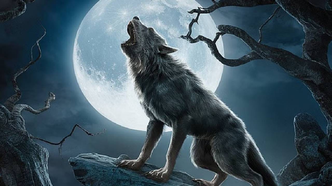 Wolves terrorize Uttar Pradesh Couple chewed alive Bahraich villagers trapped in their home