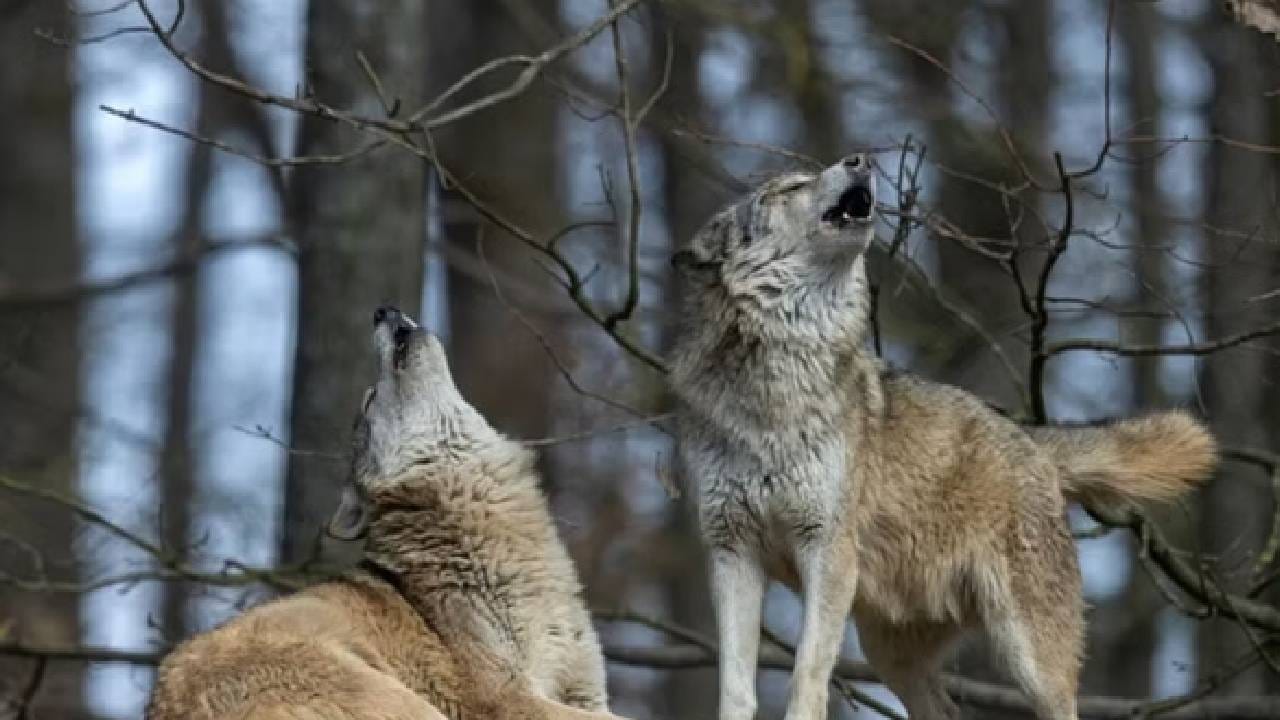 Wolves terrorize Uttar Pradesh Couple chewed alive Bahraich villagers trapped in their home