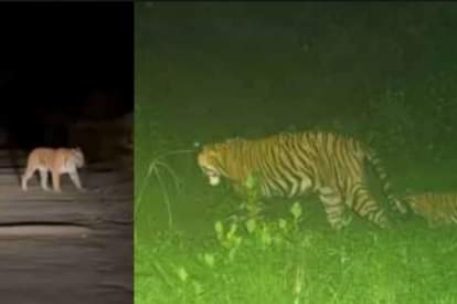 सरिस्का टाइगर रिजर्व में बाघों की संख्या हुई 50।