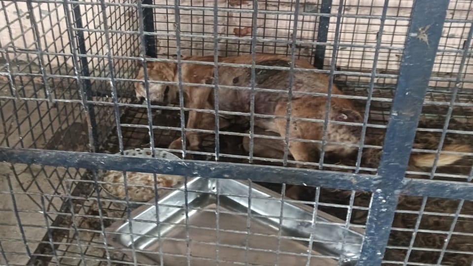 Saharanpur: Operators ran away after locking them in the shelter home, 20 dogs remained hungry, 15 died