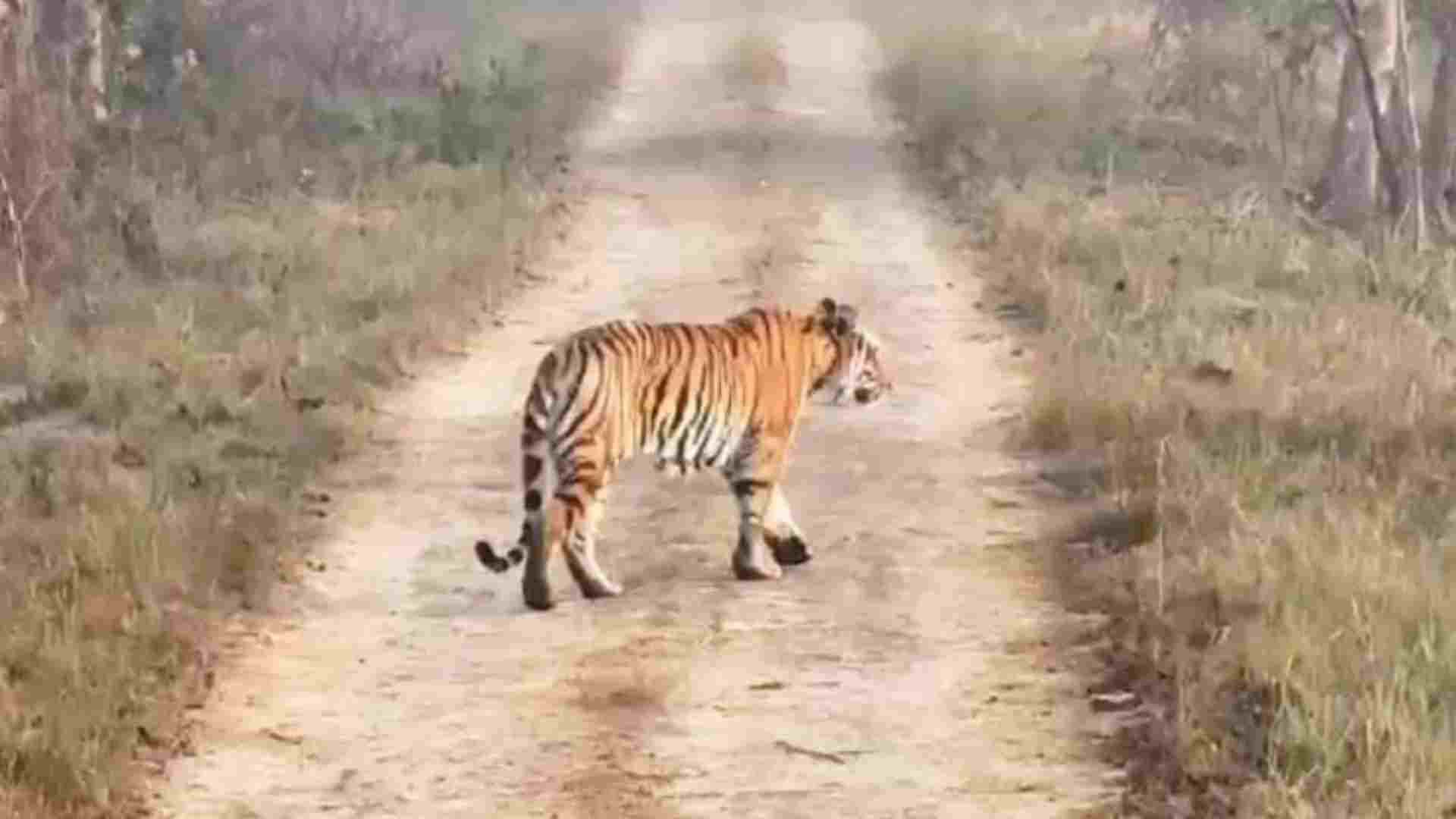 Damoh News: The gates of Rani Durgavati Tiger Reserve will open from October 1