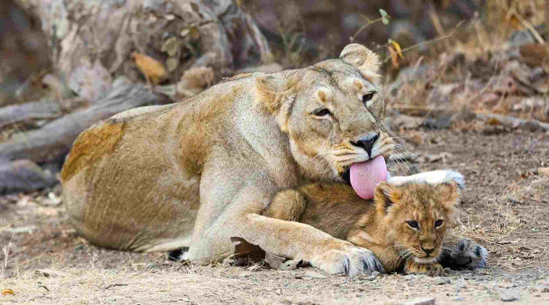 Damoh News: The gates of Rani Durgavati Tiger Reserve will open from October 1