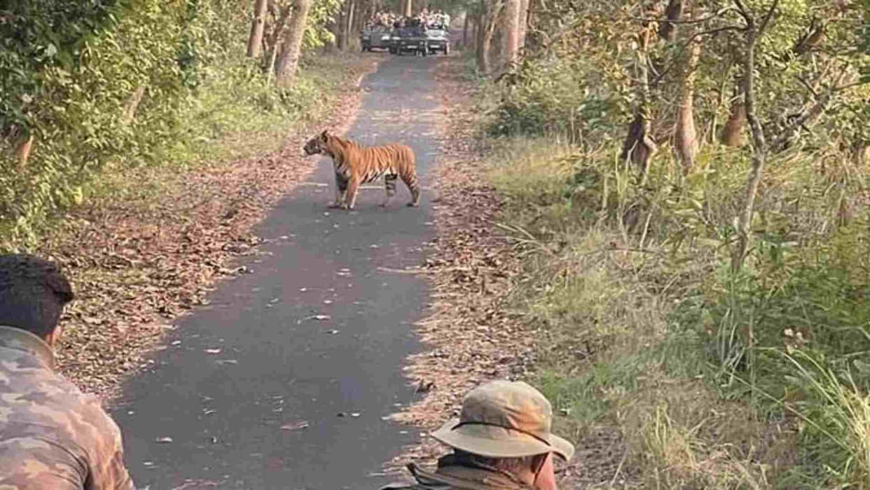 Rajaji Tiger Reserve Park Jungle Safari Will Starts from 15 Nov Registration for adventure begins