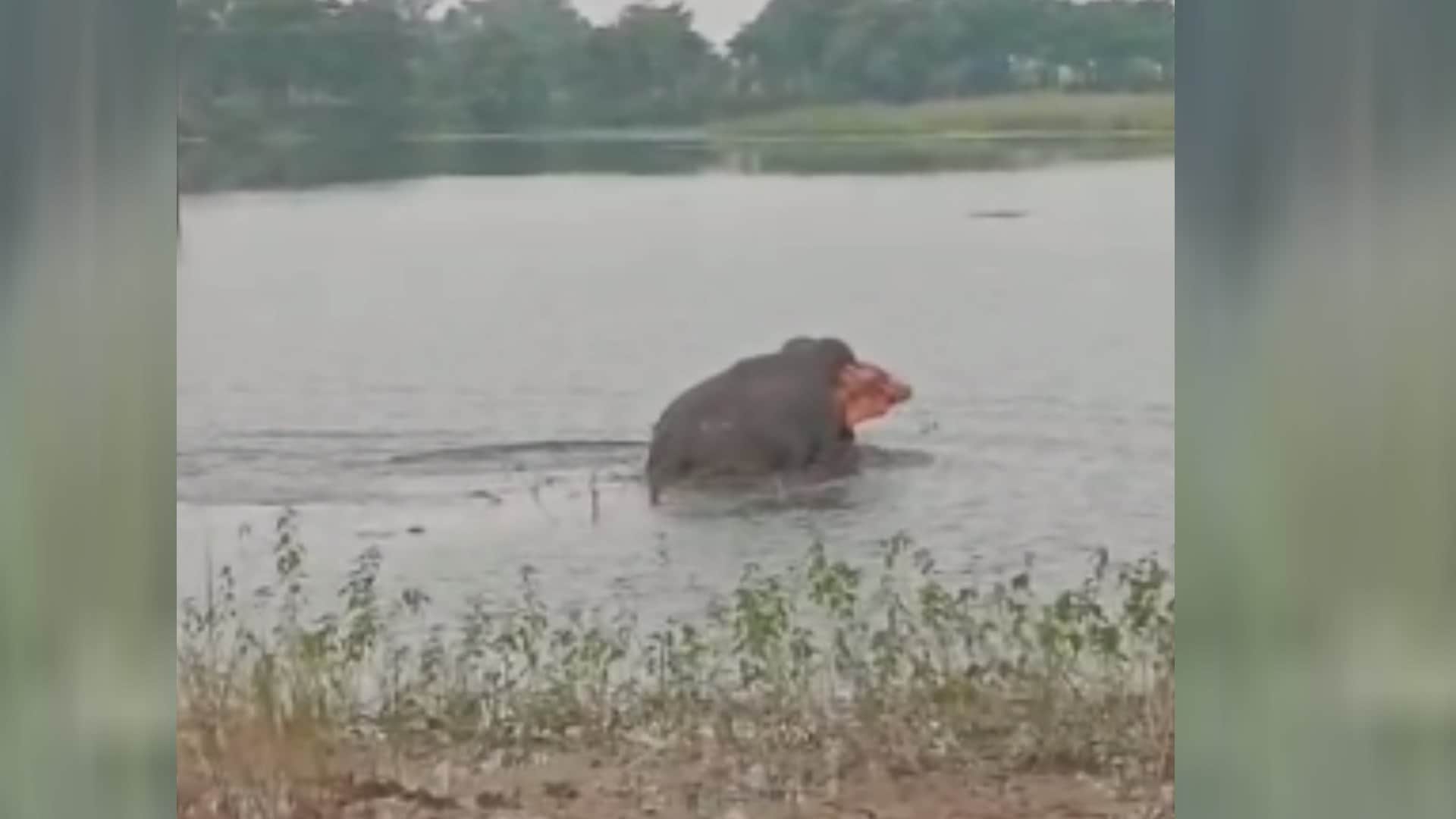 Bahraich: A male elephant was seen frolicking in the river, drawing crowds to witness the thrilling sight