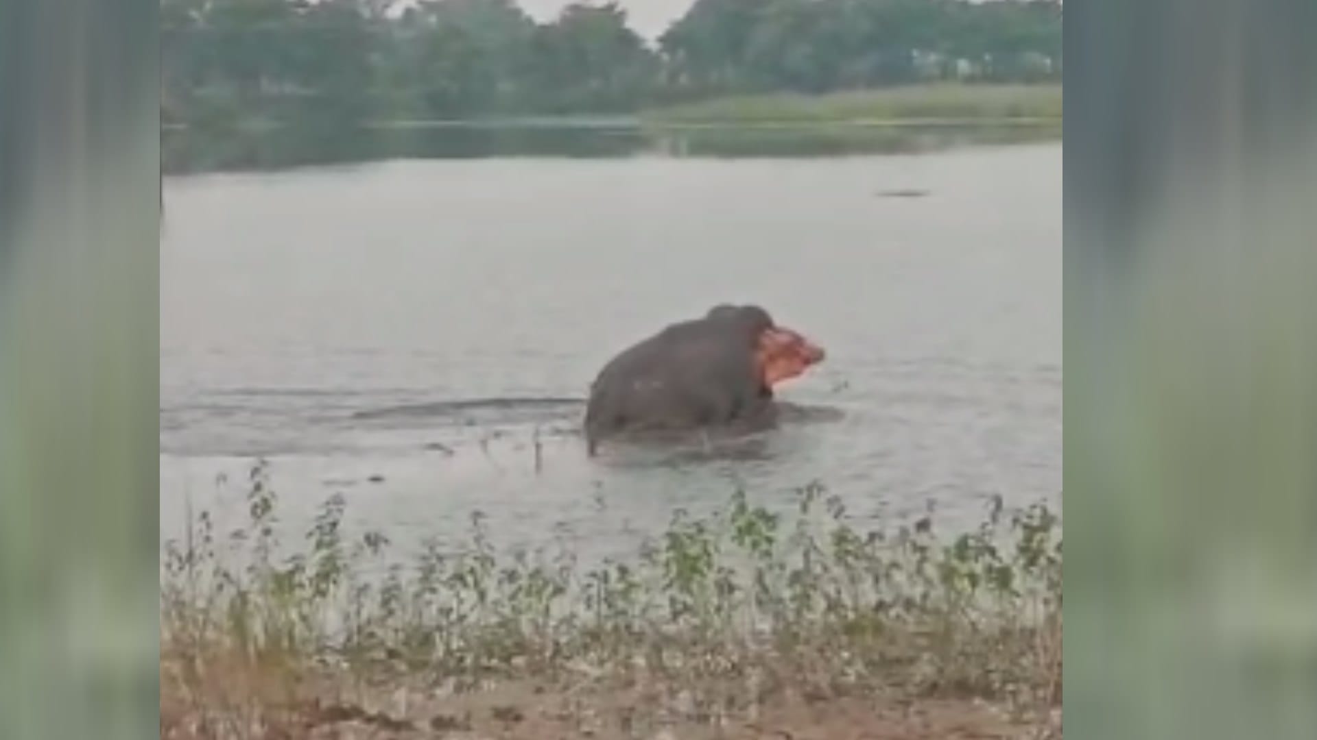 Bahraich: A male elephant was seen frolicking in the river, drawing crowds to witness the thrilling sight