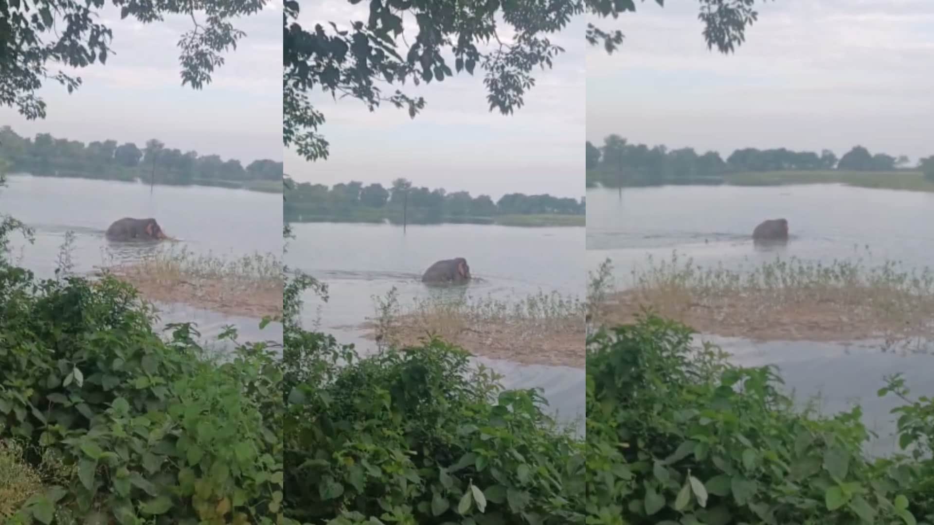 Bahraich: A male elephant was seen frolicking in the river, drawing crowds to witness the thrilling sight