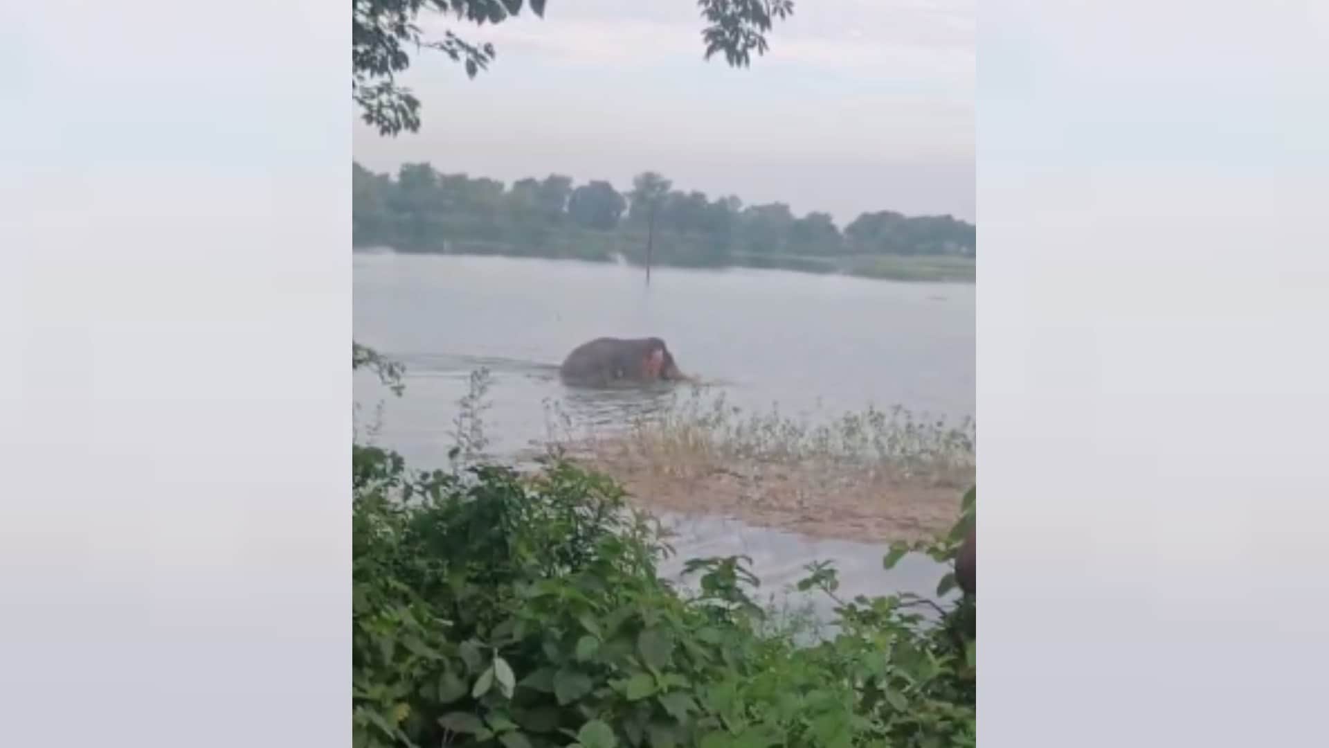 Bahraich: A male elephant was seen frolicking in the river, drawing crowds to witness the thrilling sight