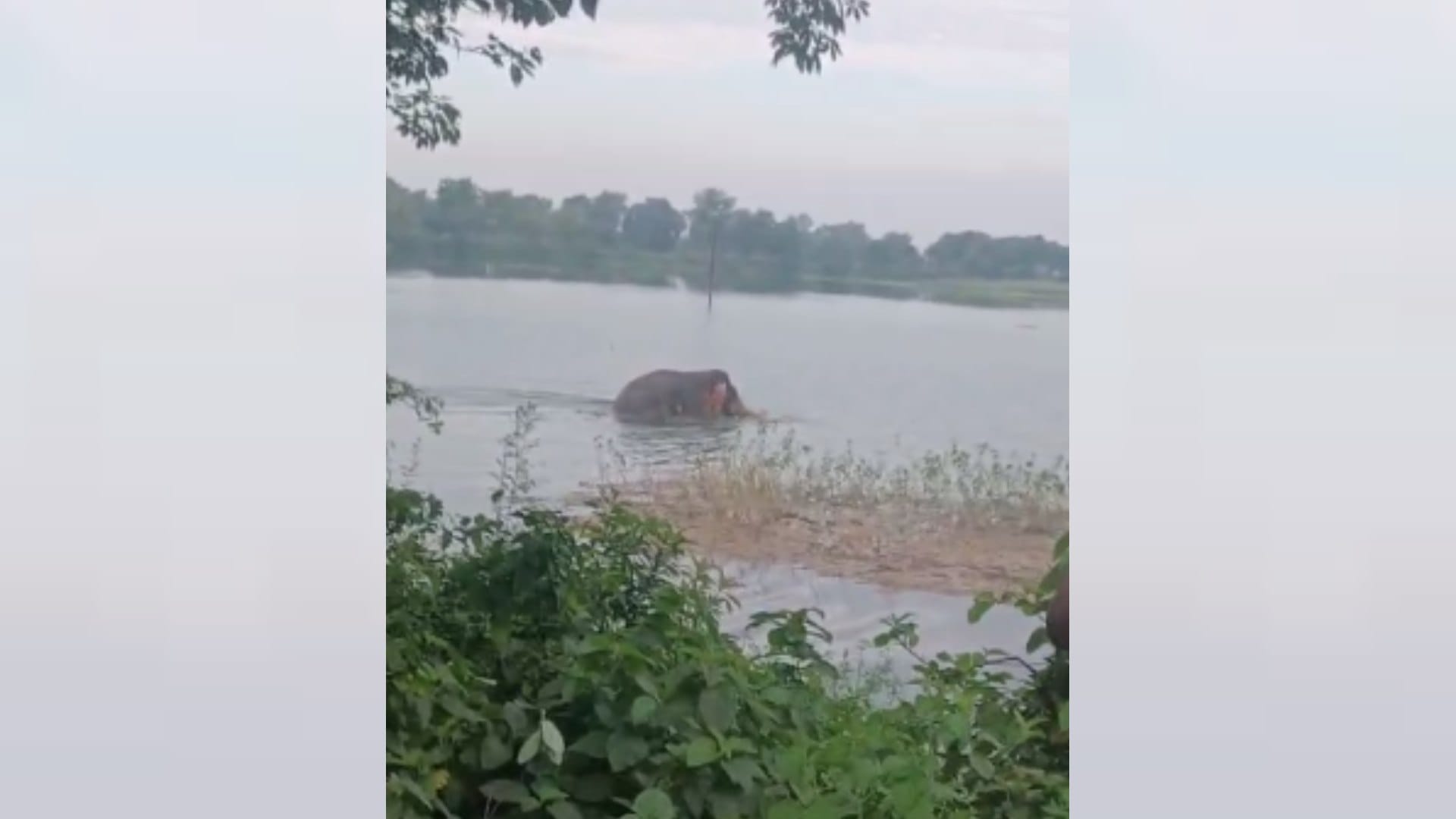 Bahraich: A male elephant was seen frolicking in the river, drawing crowds to witness the thrilling sight