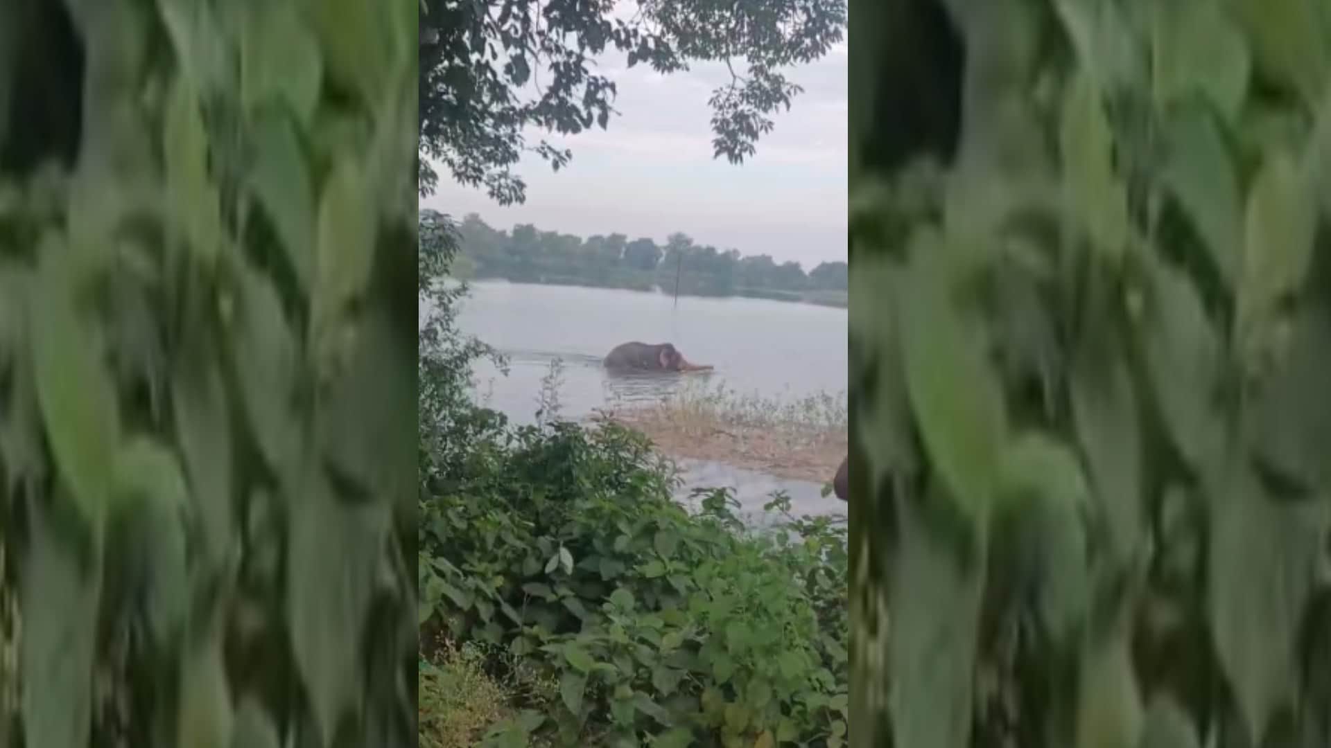 Bahraich: A male elephant was seen frolicking in the river, drawing crowds to witness the thrilling sight