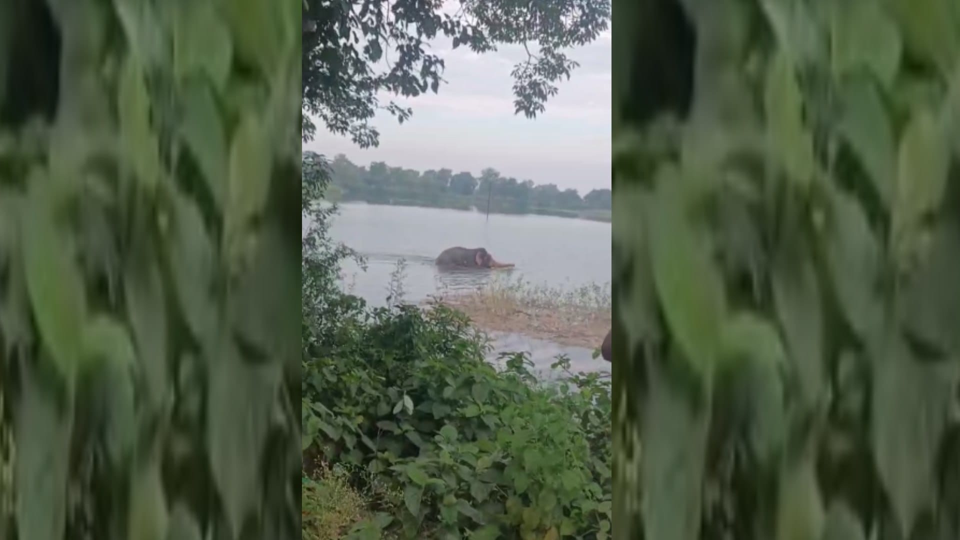 Bahraich: A male elephant was seen frolicking in the river, drawing crowds to witness the thrilling sight