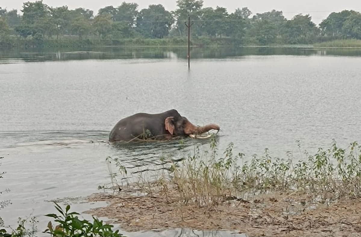 Bahraich: A male elephant was seen frolicking in the river, drawing crowds to witness the thrilling sight