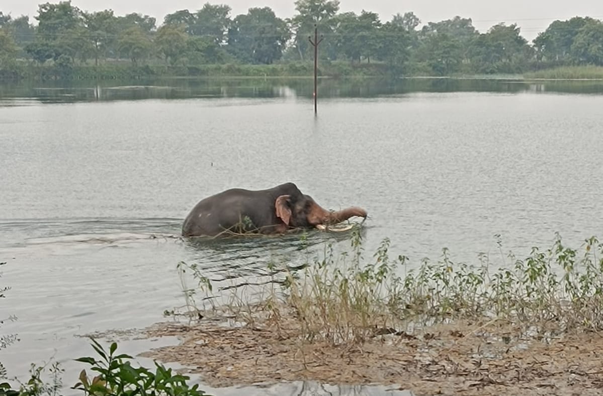 Bahraich: A male elephant was seen frolicking in the river, drawing crowds to witness the thrilling sight