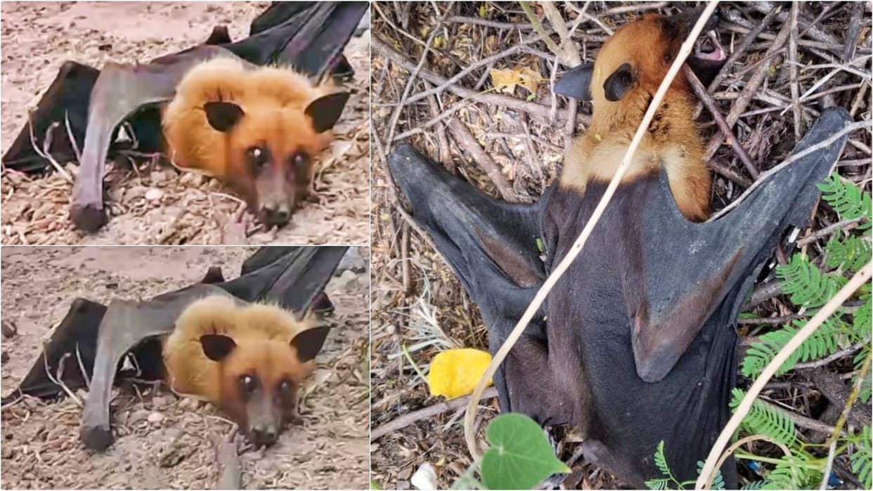 Rajasthan News: Giant Flying Fox Bat With 5-Foot Wingspan Sparks Fear in Bhilwara Village