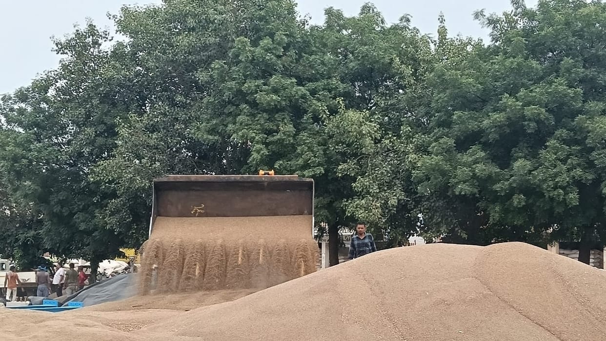 Delay in government procurement of millet concerns grow among traders and farmers in Dadri