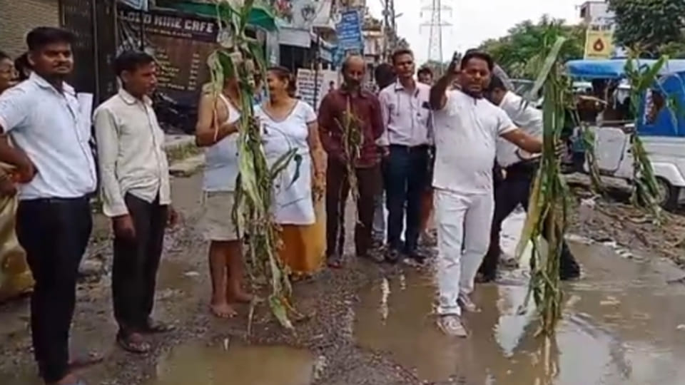 Kanpur: Corn plants planted in the waterlogged Khadepur New Bamba Road
