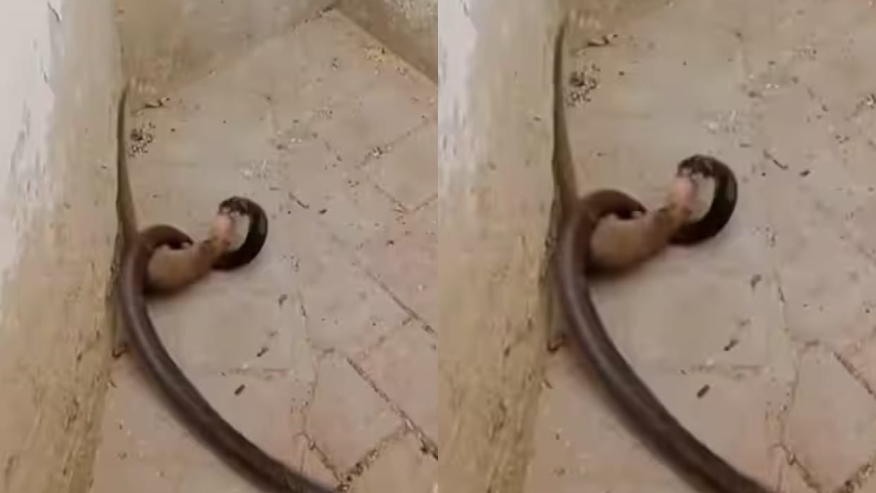Mongoose and snake clash fiercely first nipping snake jaw and then ripping it down the middle video goes viral
