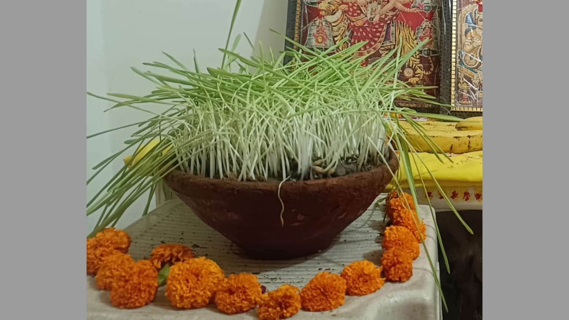 What Does It Mean If Barley Does Not Sprout During Navratri? Know Auspicious and Inauspicious Signals