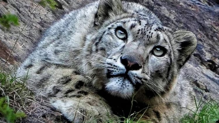 Snow Leopard Population Increases In Himachal From 51 To 83 Leopards Increased In Four Years – Amar Ujala Hindi News Live