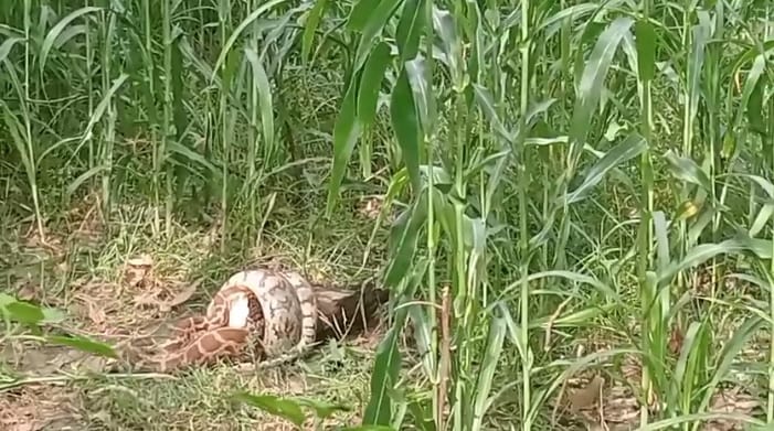 Kanpur giant python was seen swallowing a peacock in fields panic among villagers informed forest department