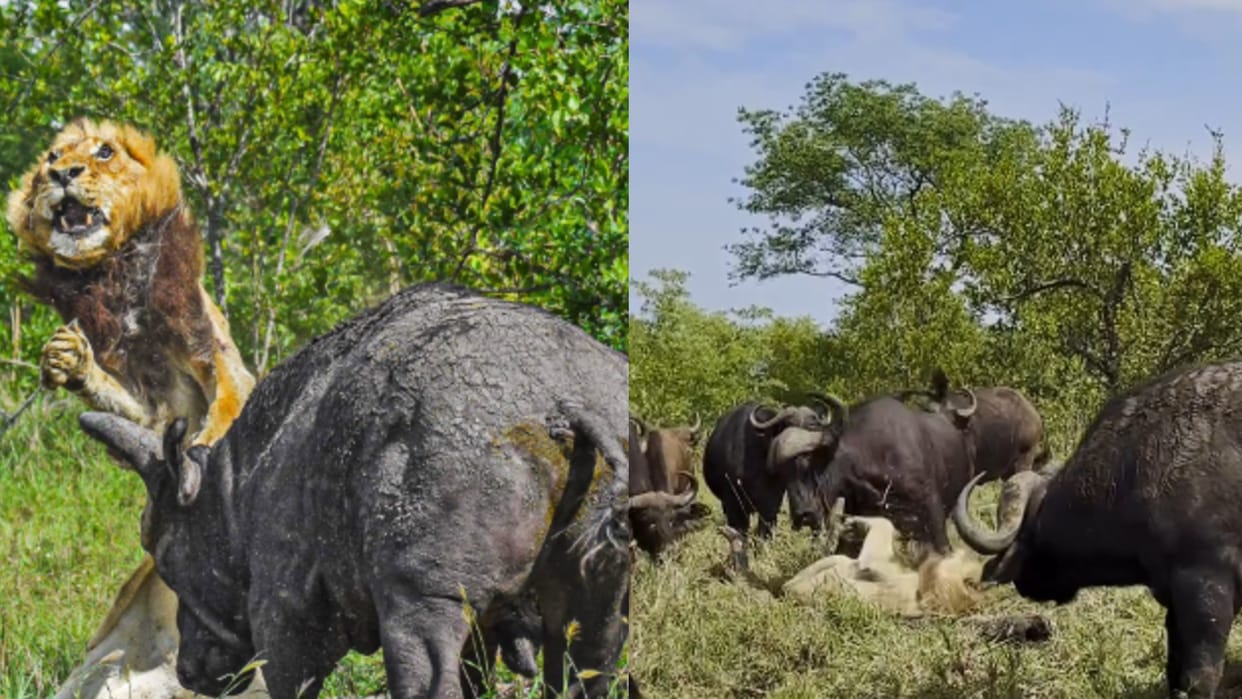 Lion Attacked By Herd Of Buffaloes In Jungle Beaten Badly Try To Fightback Video Goes Viral