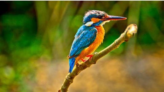 Vijayadashami 2025: Seeing Indian Roller Neelkanth Considered Auspicious