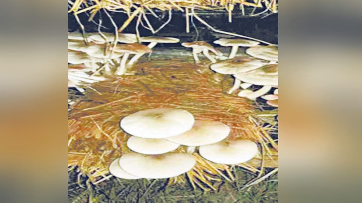 Protein rich straw mushroom will be ready in 12 days, a variety invented by the Directorate of Research