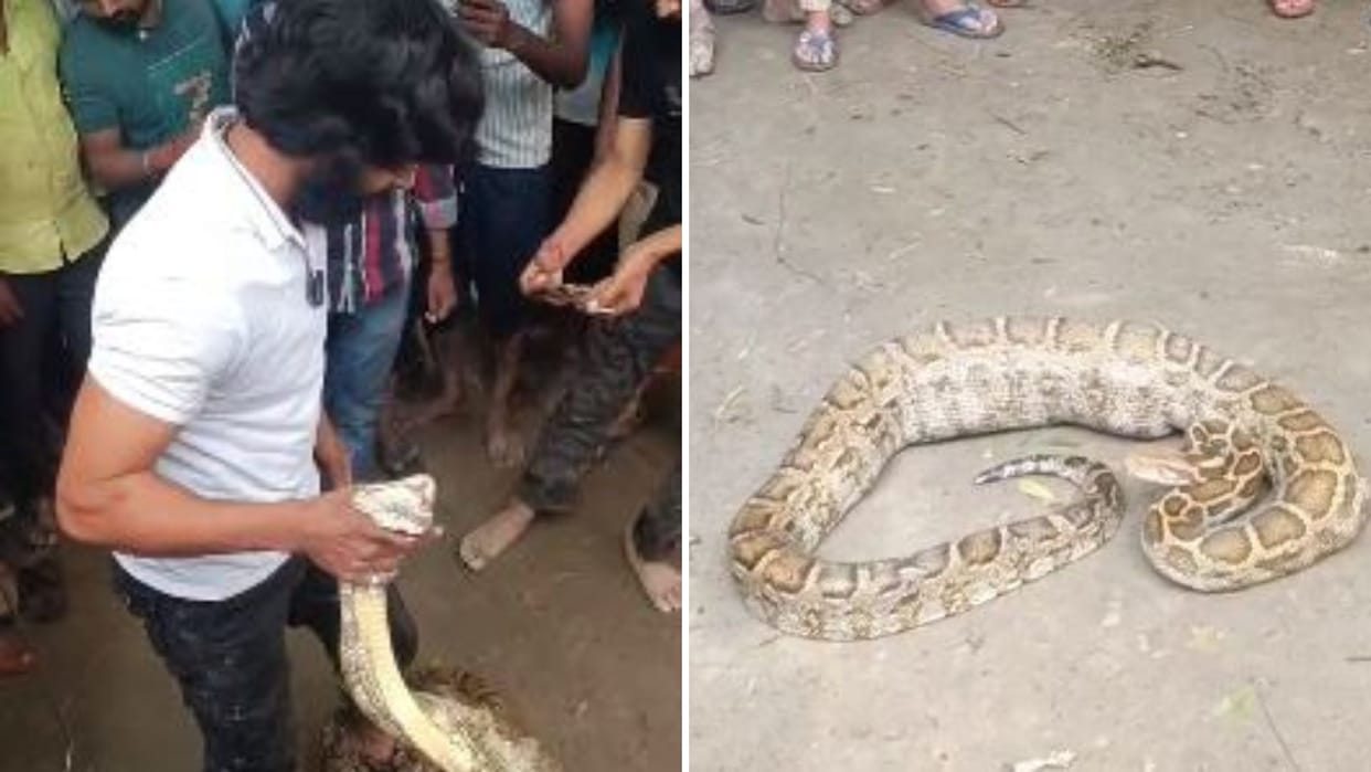 15-foot-long python caught in 10 minutes forest department team arrived six hours after receiving information