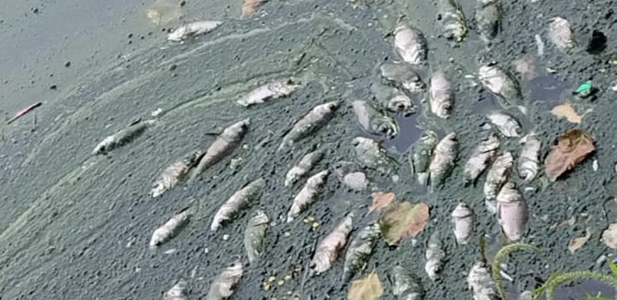 Hamirpur Thousands of fish died in pond villagers were troubled by foul smell immediate action sought from SDM